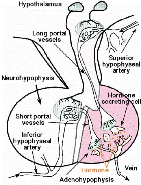 488x640 Blood Supply To Pituitary Gland. Notable Features Are