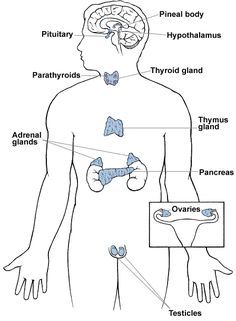 Pituitary Gland Drawing at GetDrawings | Free download