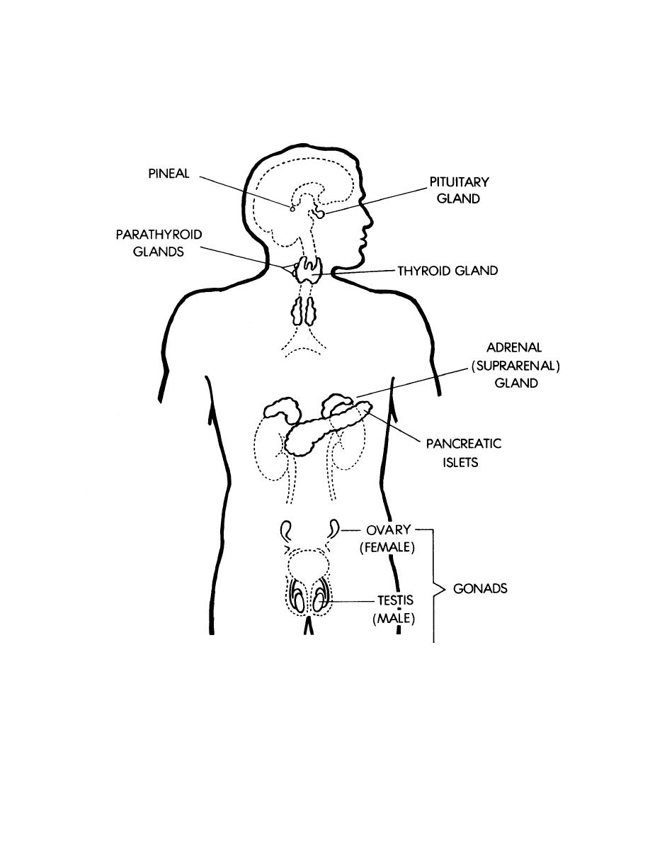 Рисунок эндокринной системы человека. Эндокринная система рисунок. Эндокринная система нарисовать. Расположение желез эндокринной системы. Эндокринные железы рисунок с подписями.