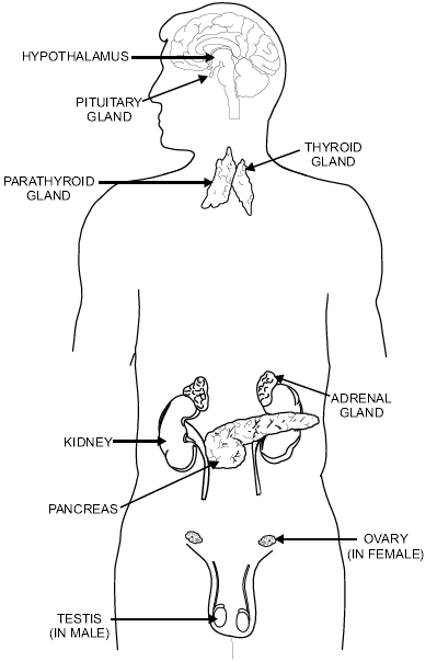 Pituitary Gland Drawing at GetDrawings | Free download