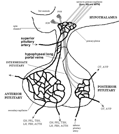 Pituitary Gland Drawing at GetDrawings | Free download