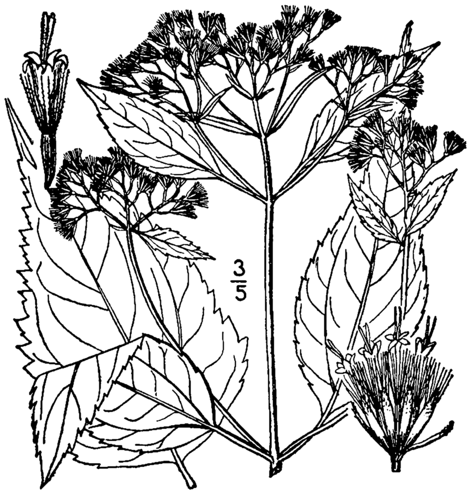 975x1024 Fileageratina Altissima Roanensis Drawing.png