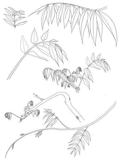 384x512 Designer Floral Linework Designers And Sketches