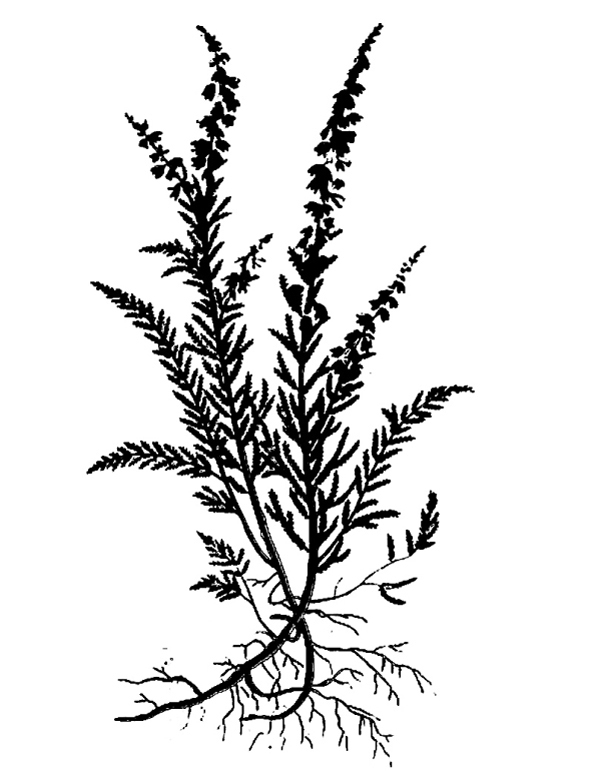 600x777 A Plaid Heather 600 Alice Isn'T Dead Tatting