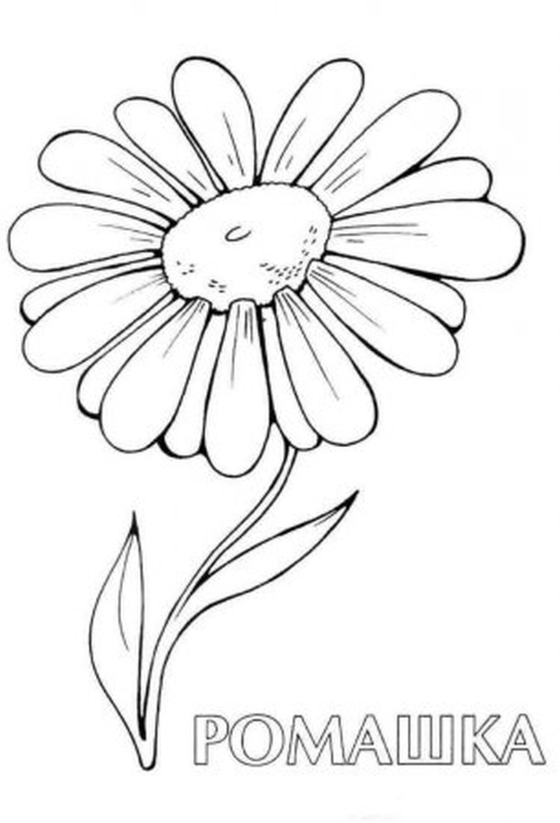 800x1176 Collection Of Daisy Flowers Tattoo Drawing