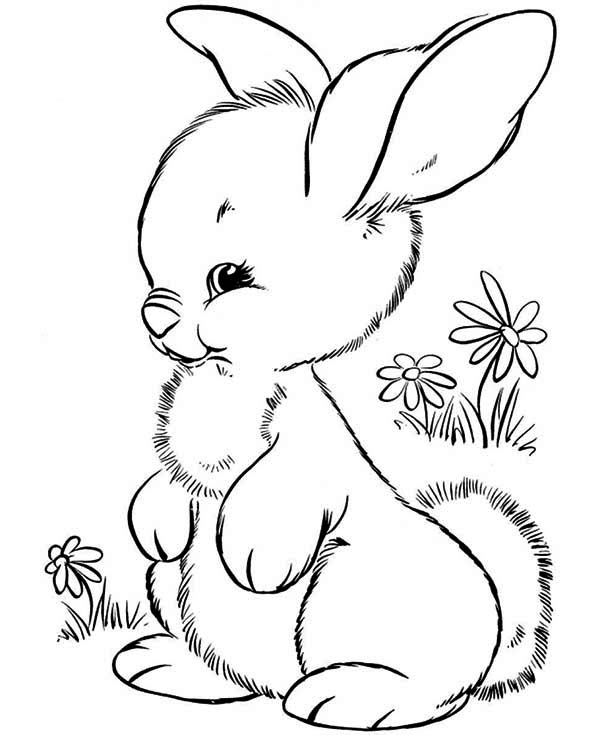600x735 A Furry Little Bunny On The Plain Coloring Page