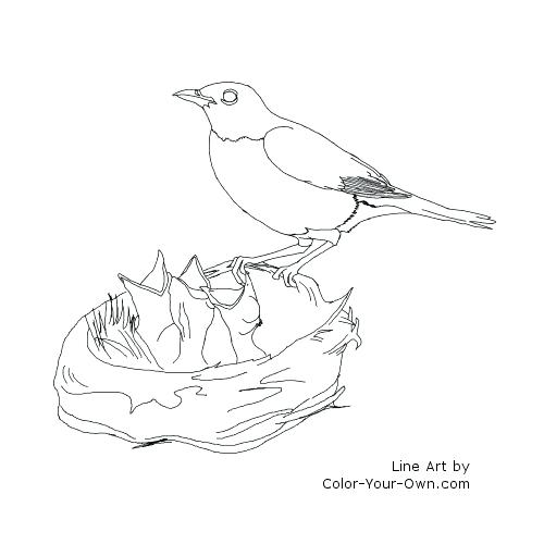 500x500 Robin Bird Coloring Pages Plain Robin Bird Coloring Page Following