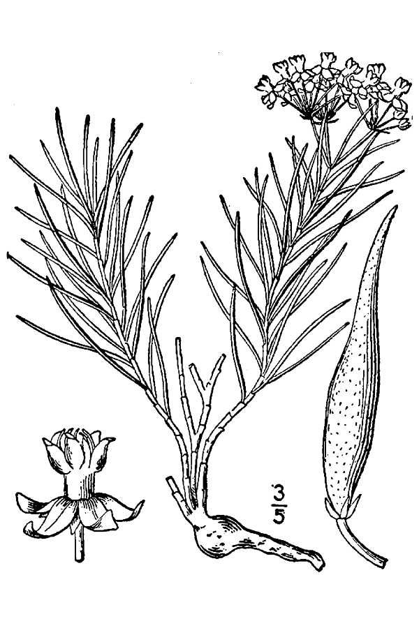 600x900 Large Image For Asclepias Pumila (Plains Milkweed) Usda Plants