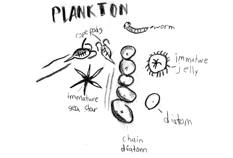 800x543 Ocean Plankton Clipart