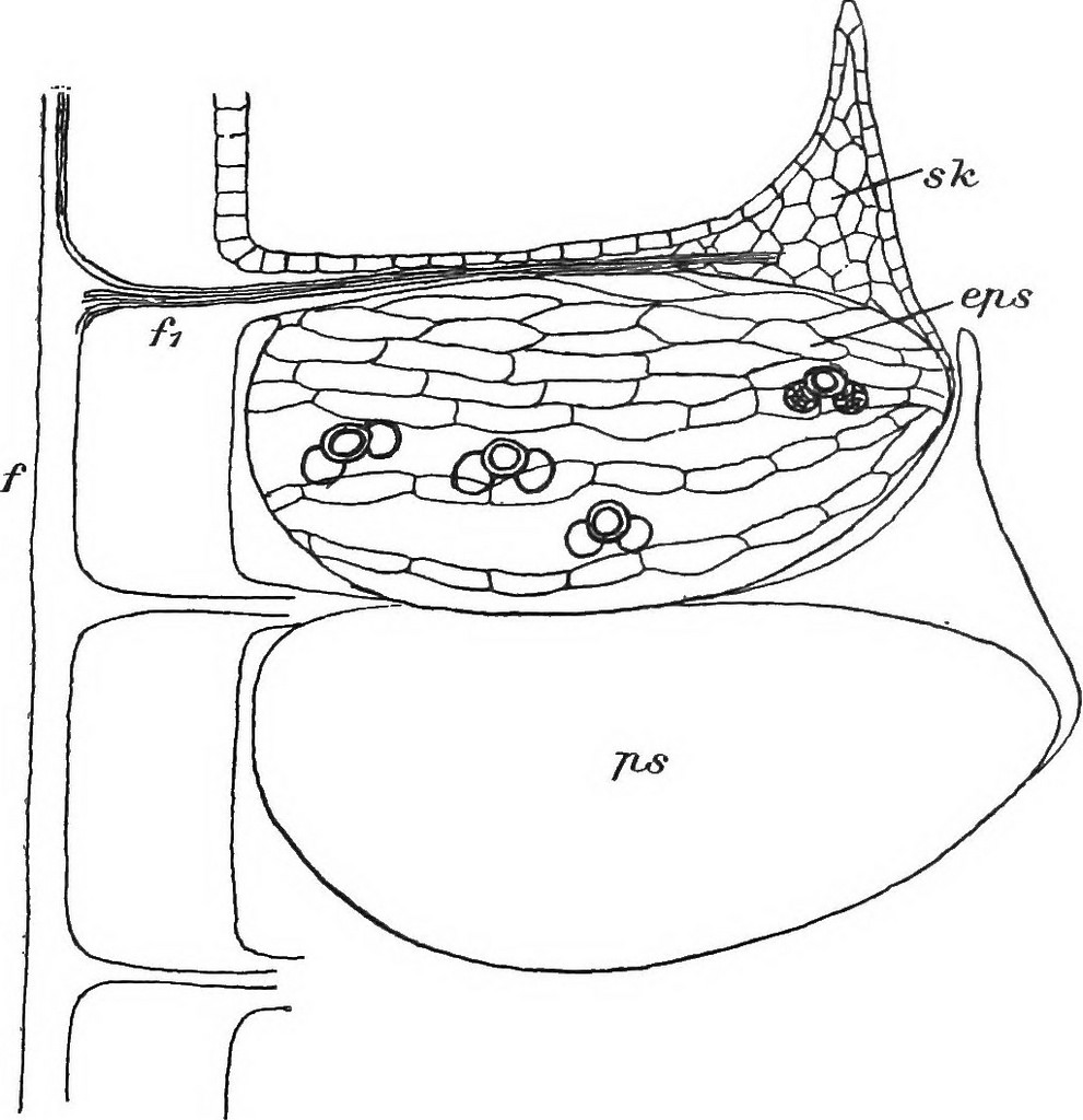 991x1024 Image From Page 170 Of The Plant Cell, Its Modifications