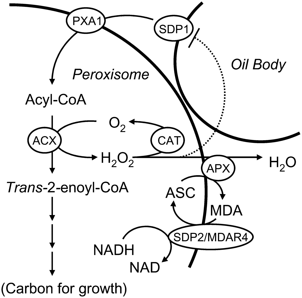 1280x1264 Monodehyroascorbate Reductase4 Is Required For Seed Storage Oil