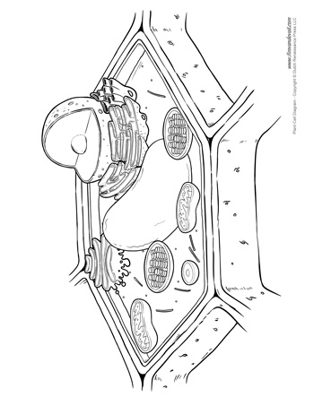 350x453 Plant Cell Diagram
