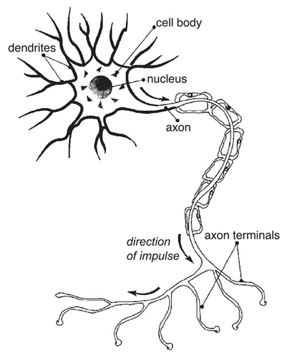 948x1187 Nerve Cell Diagram Labeled With Organelles Diagram