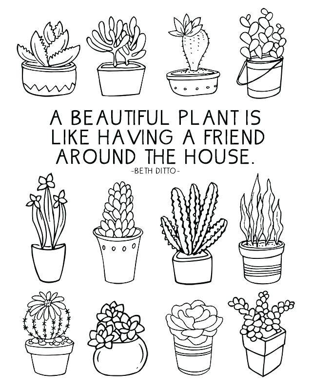 640x800 Parts Of A Plant Coloring Page