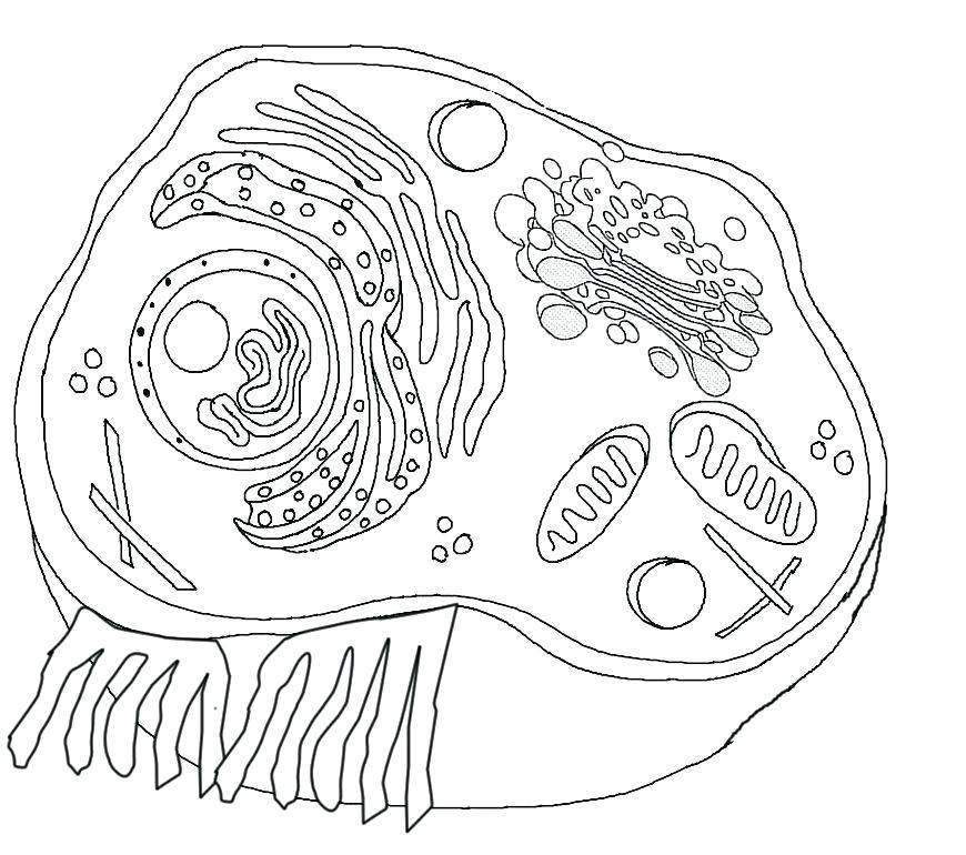 Animal Cell Coloring Page 77