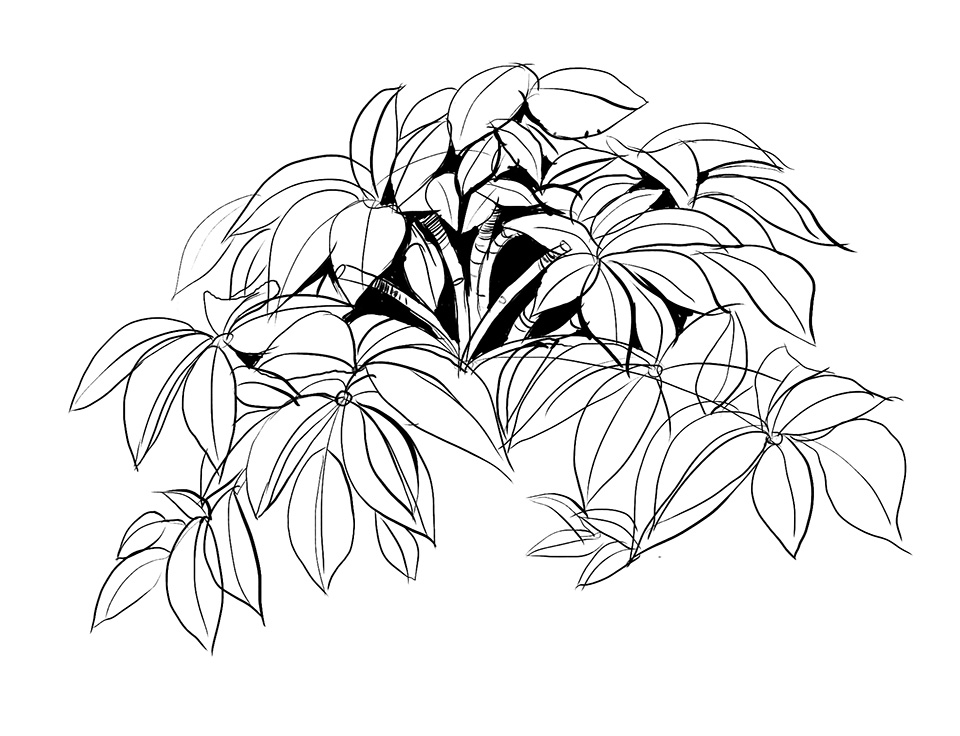 960x736 Lesson 3 Drawing Plants