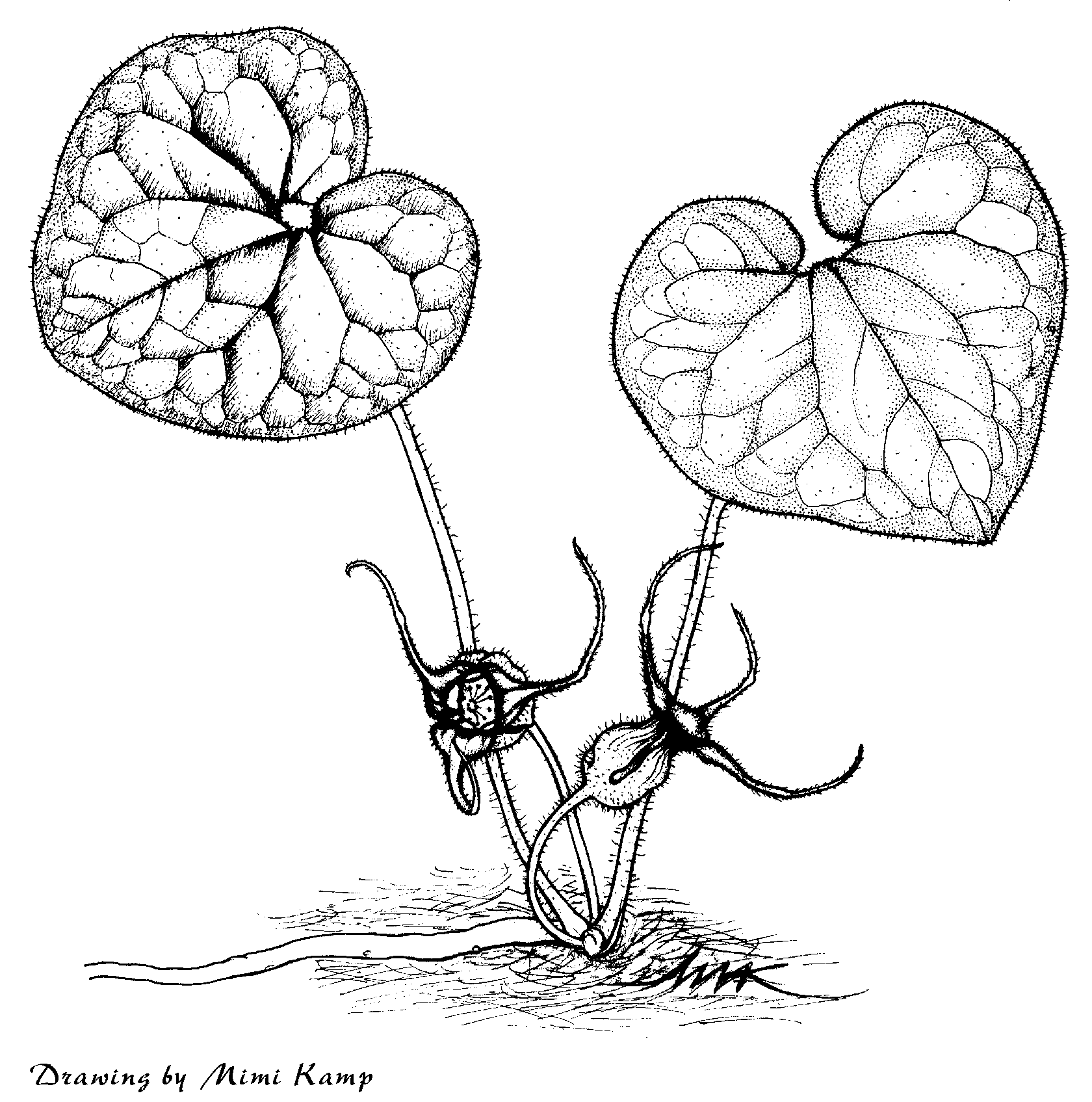 1680x1695 Plant Illustrations By Mimi Kamp