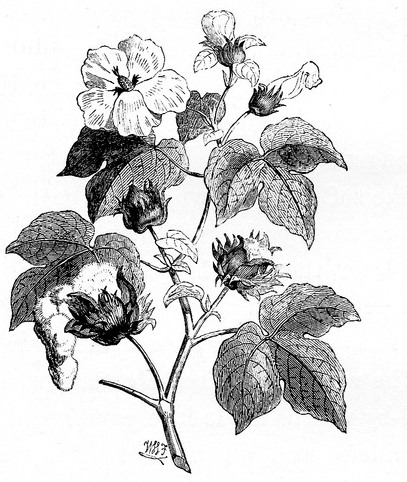 407x482 Cotton Plant Drawing