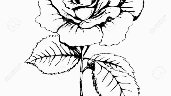570x320 Rose Black And White Drawing Rose Sketch. Black Outline On White