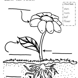 Plant Drawing For Kids at GetDrawings | Free download