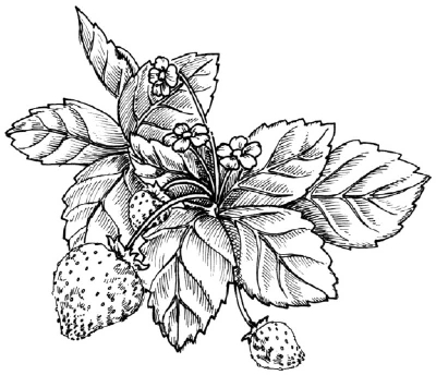 400x344 How To Draw A Strawberry Howstuffworks