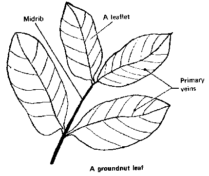 429x361 The Plant The Stem The Buds The Leaves