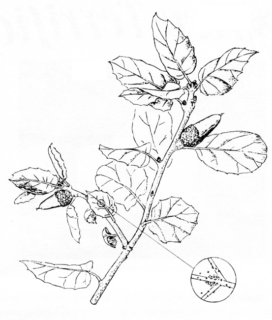 553x651 Coast Live Oak Cnps Slo