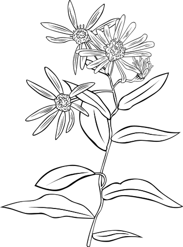 370x500 5590 Flower Line Drawing Clip Art Free Public Domain Vectors