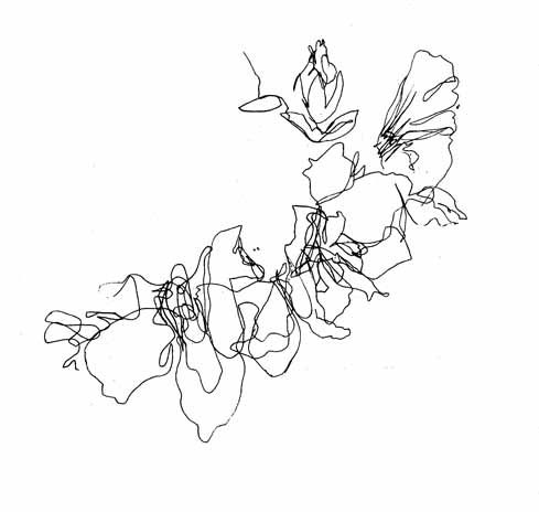 489x464 Image Result For Black And White Flower Sketch The Shop Misc