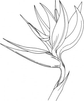 294x350 Bird Of Paradise Flower Coloring Page Super Coloring Stained