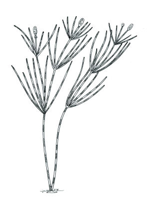 305x399 W2o! Starry Stonewort Look Alikes