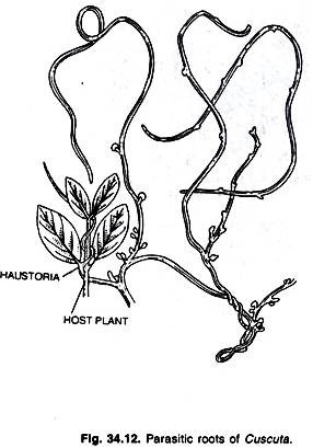 286x409 Essay On Root Botany