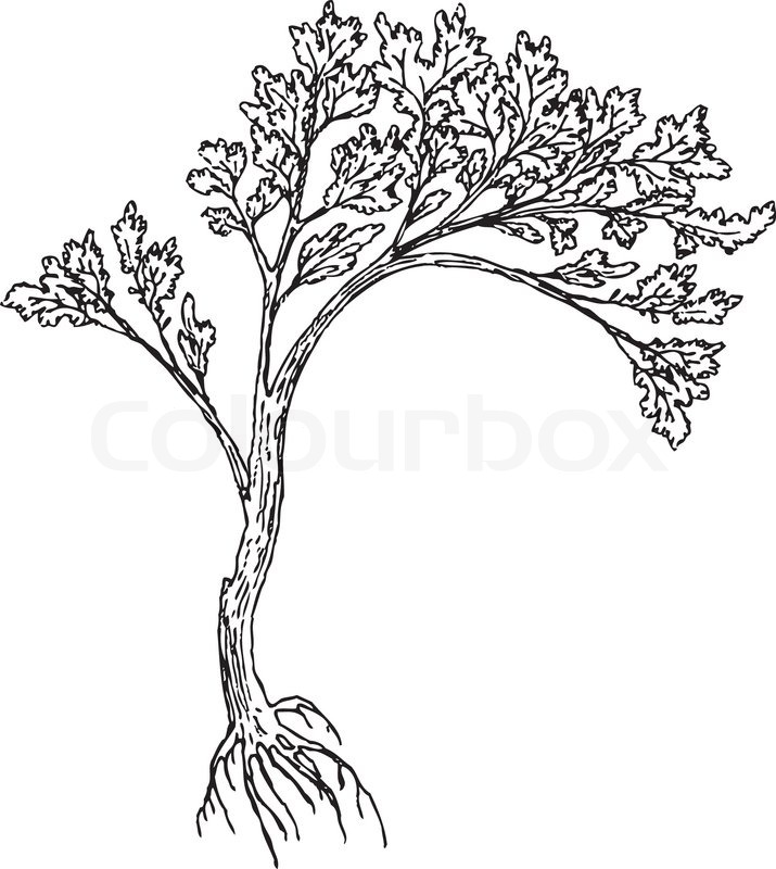 715x800 Big Tree With Rootsnd Leaves. Drawing Made U200bu200bby Hand Without