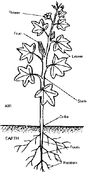 Plant Roots Drawing at GetDrawings | Free download