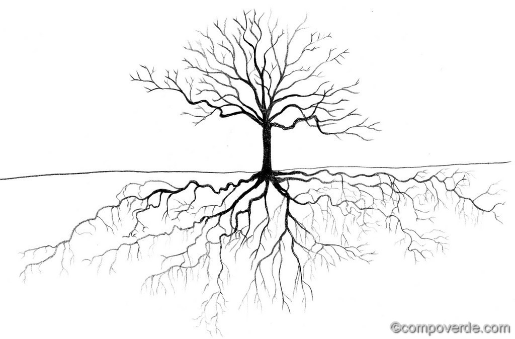 1024x674 Trees Play A Essential Role For The Planet Basics On Trees