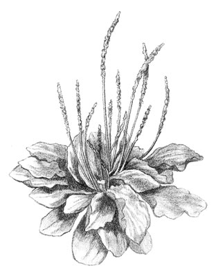 315x400 Herbs For A First Aid Kit