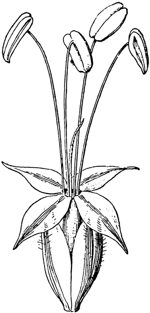 307x640 Plantain Flowers Clipart Etc