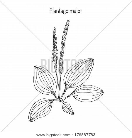 450x470 Plantain Images, Illustrations, Vectors