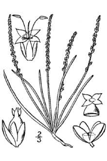 220x330 Plants Profile For Plantago Pusilla (Dwarf Plantain)