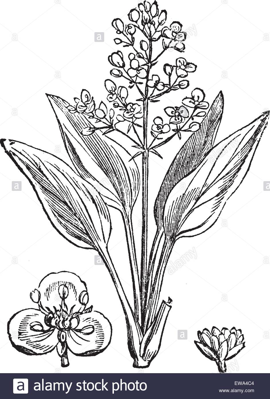 941x1390 Water Plantain Or Alisma Sp., Vintage Engraved Illustration