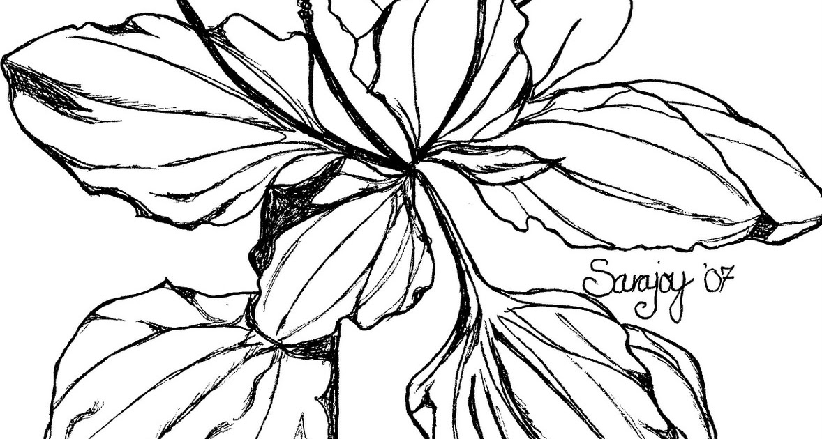 1178x630 Wild And Free Plantain