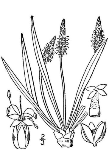 366x550 Sea Plantain