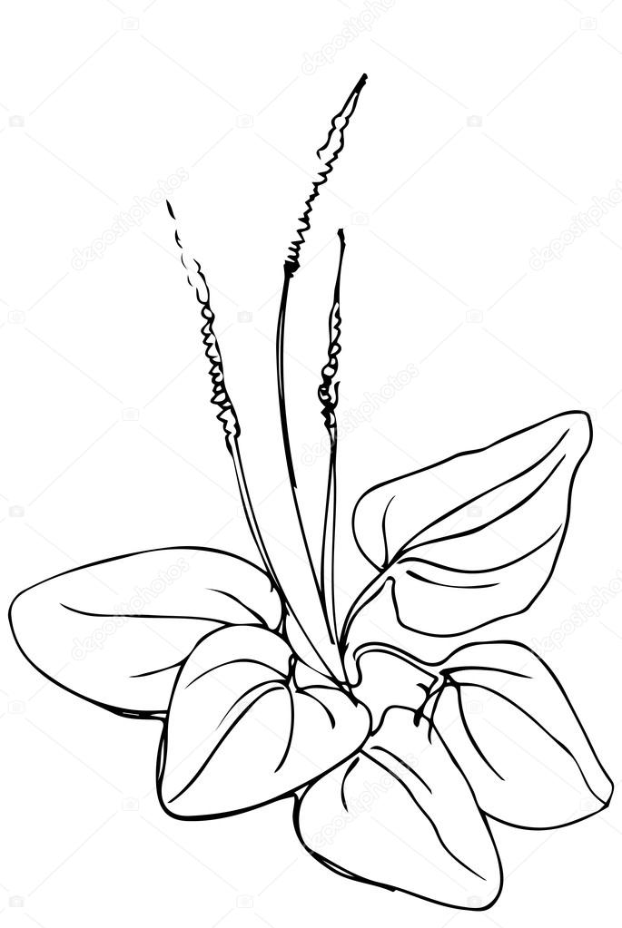 685x1023 Vector Sketch Of Medicinal Plant Plantain Stock Vector Artex67