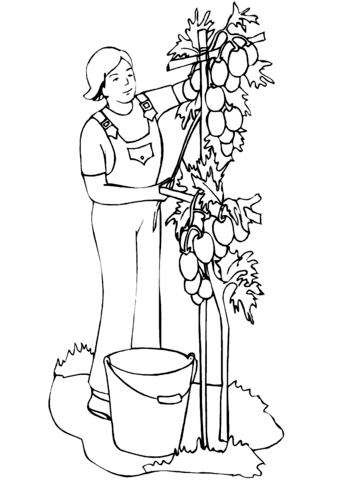 339x480 Man Planting Tomatoes Coloring Page Free Printable Coloring Pages