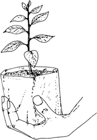 200x286 Preparing To Plant Tropical Trees