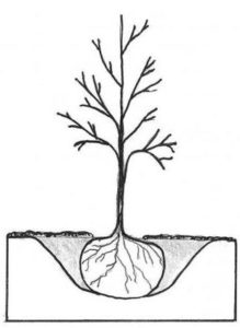 219x300 Fall Is The Best Time To Plant Trees And Shrubs North Carolina