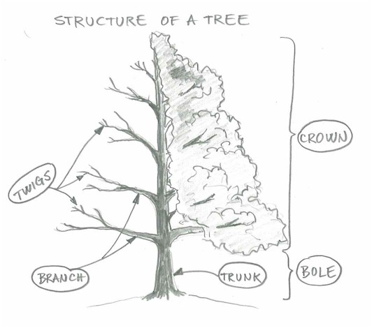 532x470 How To Draw A Tree, And A Zillion Other Things! Books Worth