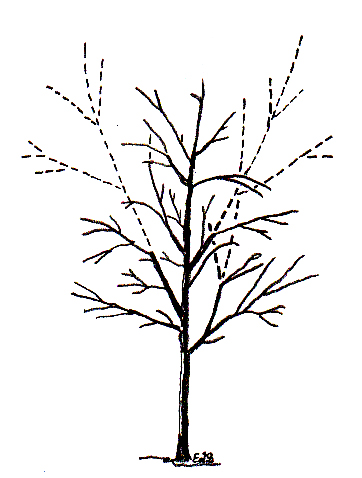 362x478 Urban Tree Foundation