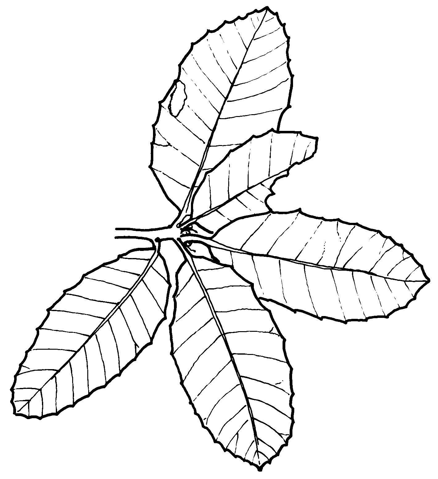 1420x1552 Drawing Plants And Flowers Archives