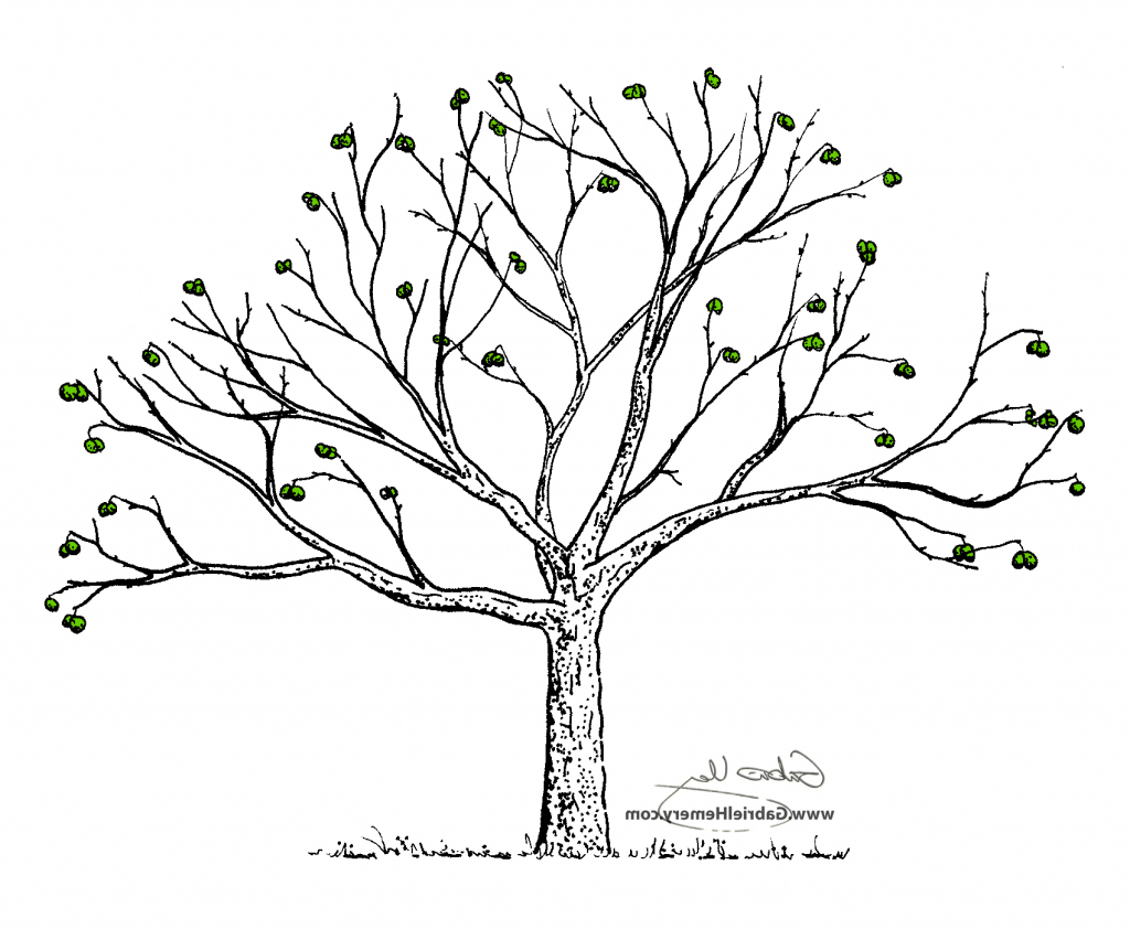 1024x842 Small Fruit On The Tree Drawing Small Tree Drawing Small Leafless